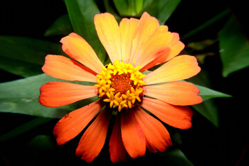 Close up photo of Zinnia flower in blossom 