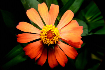Close up photo of Zinnia flower in blossom 