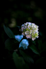 hydrangea