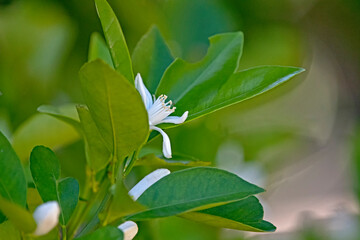 cumquat flower