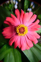Close up photo of Zinnia flower in blossom 