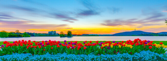 Colorful arrangement display of tulips, flowers, blooms and blossoms at Lake Burley Griffin in...