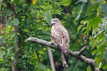 black kite on branch