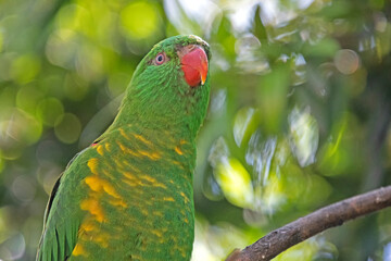 scaly-breasted lorikeet closeup