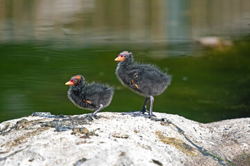 Moorhen babies