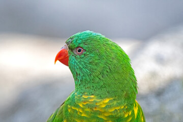 scaly-breasted lorikeet close up