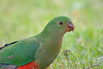 King Parrot close up