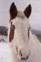 Fototapeta na wymiar Blue eyed horse