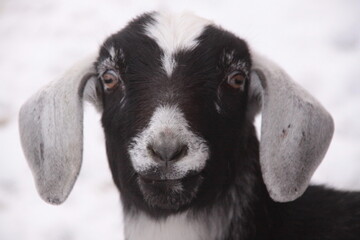Silly Goat