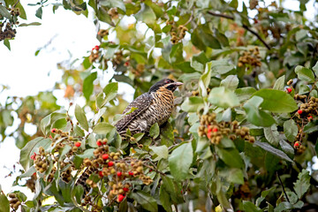 Koel on tree