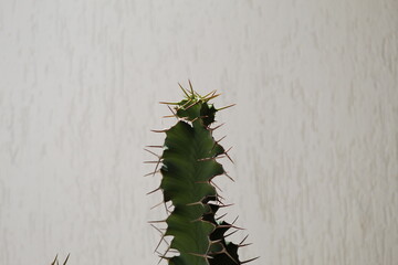 Cacto