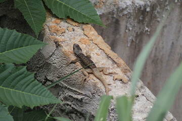 Lagarto