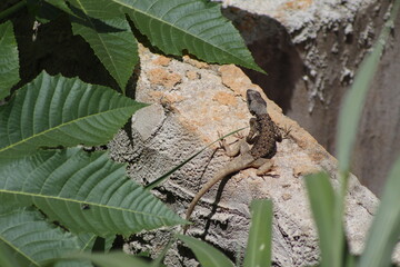 Lagarto