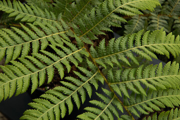 Flora. Closeup view of Cyathea cooperi fern, also known as Australian Tree Fern, beautiful green leaves and leaflets texture and pattern.