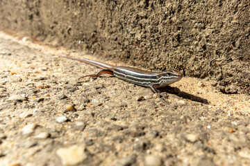 A small brown lizard standing in the sunshine