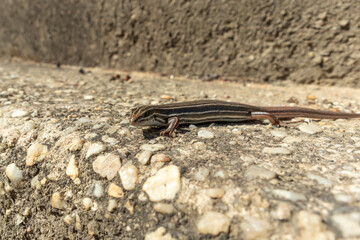 A small brown lizard standing in the sunshine