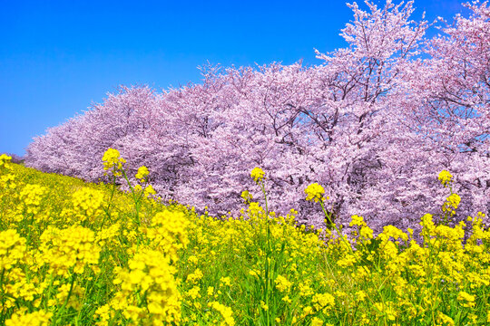 春の穏やかな日差しの熊谷桜堤の満開の桜と菜の花
