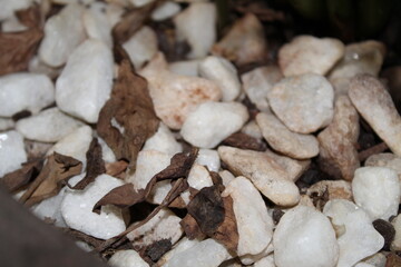 Pedras e Folhas