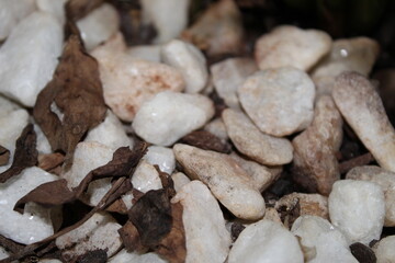 Pedras e Folhas