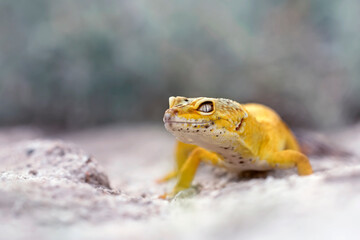 Lemon frost gecko photographed walking on natural white sand