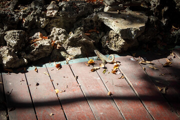 A lizard with a curled tail near the rocks. Cuba