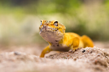 Lemon frost gecko photographed walking on natural white sand