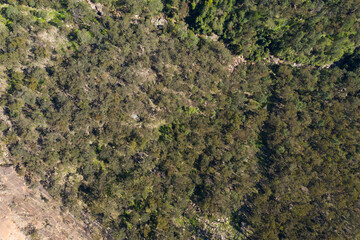 Aerial view of forest regeneration after bushfires in regional New South Wales in Australia