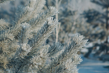 frozen pine branch close-up. frost on plants. winter landscape: snow in nature. Needles in frost. Christmas tree