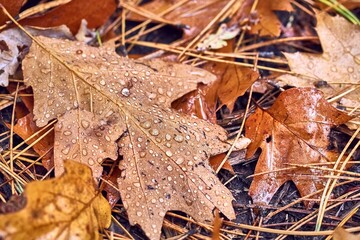 Fallen leaf on ground covered with raindrops, wet leaves