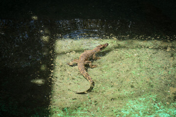 A flock of crocodiles in the aviary