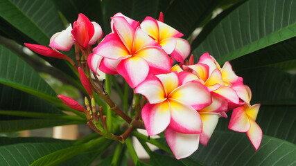 National Flower Of Laos