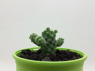 Beautiful Natural Green Cactus Plant in Clean Ceramic Pot with Stones Accessories in White Isolated Background