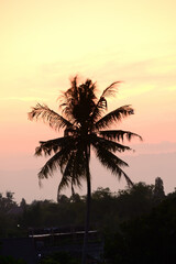Obraz premium Beautiful sunset with the silhouette of coconut trees