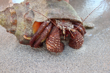 Hermit crab with a shell