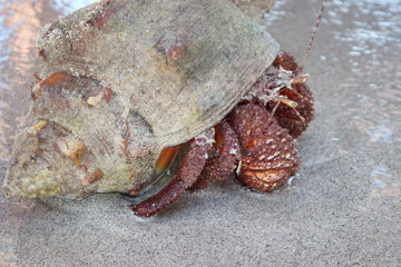 Hermit crab with a shell