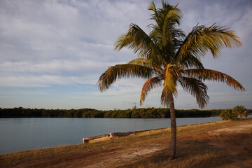 Fototapeta na wymiar A lone palm tree by the lake. Cuba