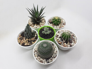 Beautiful Natural Green Cactus Plant in Clean Ceramic Pot with Stones Accessories in White Isolated Background