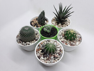 Beautiful Natural Green Cactus Plant in Clean Ceramic Pot with Stones Accessories in White Isolated...