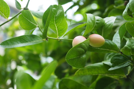 Thai Herbs Mango Yawn Lemon Yoo