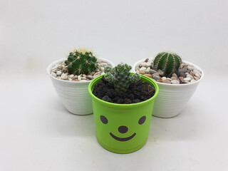 Beautiful Natural Green Cactus Plant in Clean Ceramic Pot with Stones Accessories in White Isolated Background