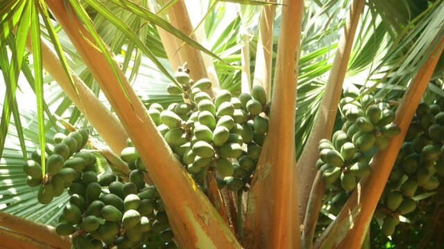 Palm Fruits Densely Clustered on a Tree in Mauritius