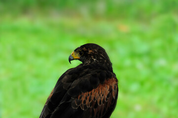 Golden Eagle in Belgian forest

