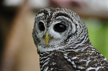 Owl in forest in belgium
