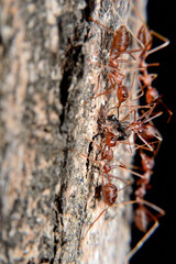 Weaver ants or green ants. Weaver ants live in trees and are known for their unique nest building behaviour where workers construct nests by weaving together leaves using larval silk