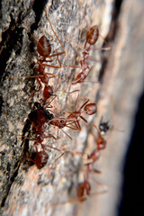 Weaver ants or green ants. Weaver ants live in trees and are known for their unique nest building behaviour where workers construct nests by weaving together leaves using larval silk