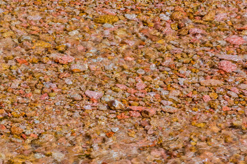 Colorful Rocks In The Tropic Ditch, Bryce Canyon National Park ,Utah USA