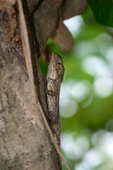 Bronchocela jubata is an animal that can adapt by changing its color according to the environment and circumstances