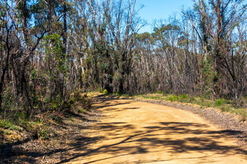 Forest regeneration after bushfires in regional New South Wales in Australia