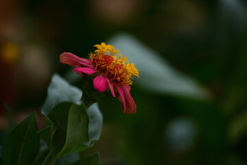 Close up photo of Zinnia flower in blossom 