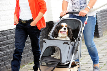 An adorable dog Cavalier King Charles Spaniel sitting on a pet stroller and having a ride by its...